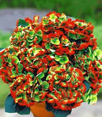Freiland Hortensie Hovaria Hobell Bluhende Straucher Bei Baldur Garten Freiland Hortensie Pflanzen Blumengarten Design