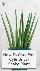 Pin On Succulents