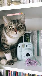 Kedi Cat Miyav Meow Kedi Hayvanlar Fotografcilik Ipuclari