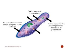 Jangan lupa like dan subscribe biologi spm tingkatan 4 bab 2 1. Wickedbiology Powerpoint Notes Biologi Tingkatan 4 Facebook