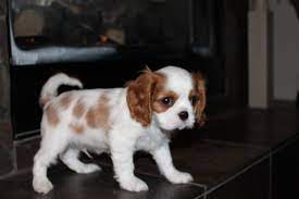 We look forward to helping you find your next. Cavalier King Charles Spaniel Puppies For Sale Breeder Texas King Charles Cavalier Spaniel Puppy King Charles Spaniel Cavalier King Charles Spaniel