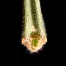 Image result for Enneapogon pretoriensis