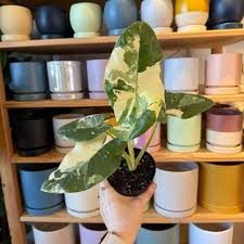 Image result for Alocasia
