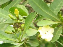 Image result for Voacanga thouarsii