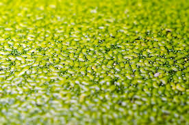 Image result for Wolffia arrhiza