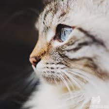 1920x1080 cute kitty laptop full hd 1080p hd 4k wallpapers, images, backgrounds, photos and pictures. Cats Of Instagram Daily Doses Of Original Cute Cat Photos