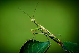 Praying Mantis: beautiful but invasive | Islands' Sounder