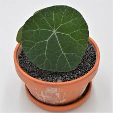 Image result for Stephania