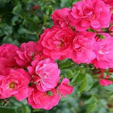 Description, photos, references, ratings, reviews, gardens growing and nurseries selling the 'flower carpet pink supreme' rose. 8 In Potted Flower Carpet Pink Supreme Groundcover Rose Plant R3825g8in The Home Depot Ground Cover Roses Planting Roses Flower Pots
