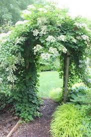 It is self clinging with aerial roots, the flowers are a creamy white and it is deciduous. Climbing Hydrangeas Lorraine Ballato