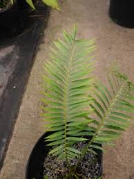 Image result for Encephalartos ngoyanus