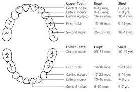 Tooth Chart Turner Pediatric Dentistry Pediatric Dentist In Acworth Ga Www Turnerpediatricdentistry Com Tooth Chart Baby Tooth Chart Teeth Eruption Chart