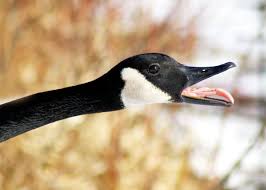 To be human is to be part of nature. Wait Geese Have Teeth Goose Teeth Pictures Facts Debunked Myths Justbirding Com