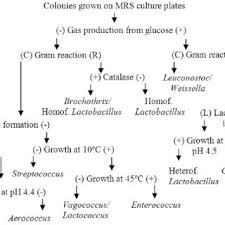Flowchart For Identification Of Lab Genera By Phenotypic