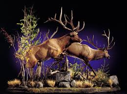 Caribou Running Animalartistry Animalartistryreno Caribou Animals Hunting Caribourunning Taxidermy Taxidermia Animales Fantasticos Animales