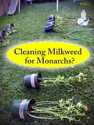 To Rinse Or Disinfect Milkweed Plants In Containers Lay Them Down On The Ground Or Hanging Off Butterfly Garden Plants Monarch Butterfly Garden Milkweed Plant