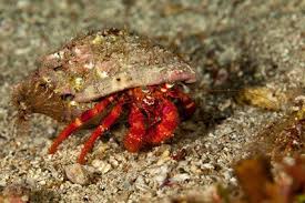 There should always be food available for your hermies. How Long Does A Hermit Crab Live Lifespan In Captivity Vs Wild