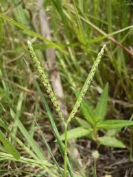 Image result for Setaria incrassata
