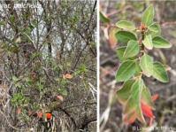 Image result for Cola greenwayi