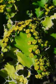 Image result for Euphorbia bougheyi