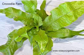 Be sure not to plant too deeply as the root system of the crocodile fern is shallow growing. Crocodile Fern Plant