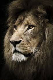 10 Amazing Lion Sculptures Made From Surprising Stuff Animals Animals Beautiful Lions