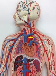 Label the parts marked 1 to 6, and answer the following. Bio 211 Blood Vessels I Tunics Arteries Ttc Berkeley Bio Lab Flashcards Quizlet