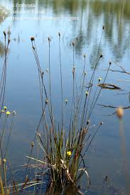 Image result for Xyris aristata