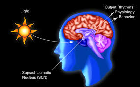 circadian rhythms