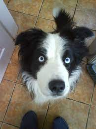 Other breeds with bluish eye colors include the siberian husky, border collie, dalmatian and australian shepherd. Jess 1 In 100 Blue Eyed Solid Black White Border Collie Border Collie Blue Eyes White Border Collie Australian Shepherd Blue Eyes