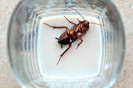 This method is an organic way of getting rid of cockroaches. How To Help Get Rid Of Cockroaches In The Kitchen Terminix