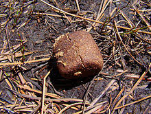 One of the interesting marsupials is the wombat. Wombats Wikipedia