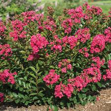 Also, in some parts of the mediterranean, people. Raspberry Bellini Crepe Myrtle Plants R H Shumway S Company