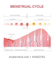 Menstrual Phase Stock Vectors Images Vector Art