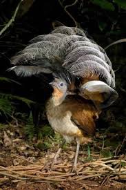 Bird That Sounds Like A Car Alarm Uk The Lyre Bird Australia Can Mimic Almost Any Sound Even Car Alarms And Camera Shutters Australian Birds Birds Nature Birds