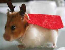 Wauwel Kunst Onder Wijsheden En Meer Page 10 Schattigste Dieren Grappige Hamsters Grappige Dieren