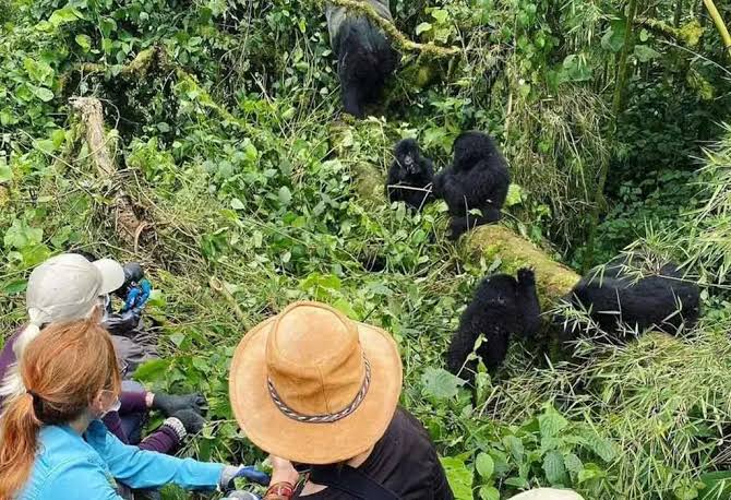 Gorilla trekking in Bwindi: Gorillas, Then the Lake: from Kigali