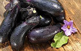 Harvesting is it time for grilled eggplant yet? How Long Does It Take To Grow Eggplants Miss Chen Garden Manage Gfinger Is The Best Garden Manage App