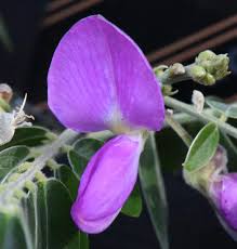 Image result for Mundulea