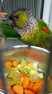 Maybe you would like to learn more about one of these? My Black Caps Crimson Bellied Conure Pairs Parrot Forum Parrot Owner S Community