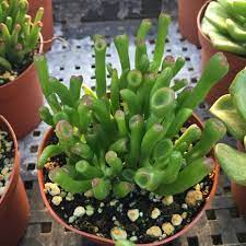 4 Succulent Gollum Jade Ogre Ear Lady Fingers Etsy Succulents Jade Plants Planting Succulents