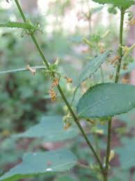 Image result for Triumfetta tomentosa