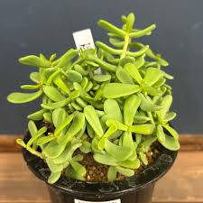 Image result for Xerophyta trichophylla