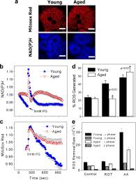 Binucleated hepatocytes (= containing two nuclei). Aging Process Modulates Nonlinear Dynamics In Liver Cell Metabolism Journal Of Biological Chemistry