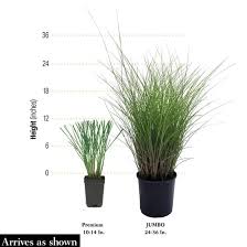 Image result for Stolzia compacta