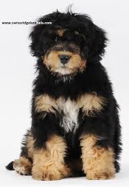 Pb bernese mountain dog puppies looking for their new homes. Pin By Emily Mulloy On Bernedoodle Puppies Bernese Mountain Dog Poodle Pet Dogs