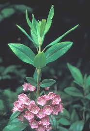 Image result for Clutia angustifolia