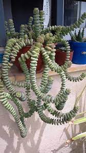 Cacti are good for landscapes as well as offering a stunning visual impression. Pin By Lulu E On Amazing Succulent Plants Hanging Succulents Plants Cactus Plants