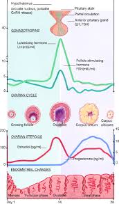 Menstrual Disorders American Academy Of Pediatrics