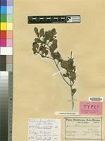 Image result for Psydrax fragrantissima